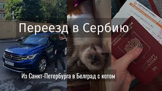 ИЗ ПИТЕРА В БЕЛГРАД НА МАШИНЕ С КОТОМ? Переезд в Сербию | Смена планов, нужные документы и что после