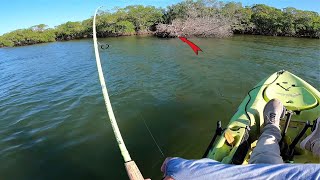 EPIC Surprise Catch On This Dead Mangrove  Multispecies Inshore Fishing Sebastian Florida