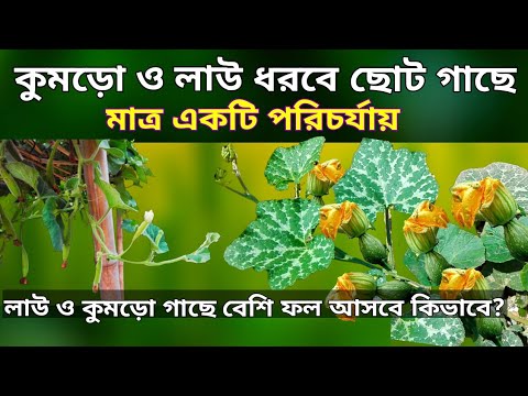 ভিডিও: একটি উষ্ণ বাগানে কুমড়ো বাড়ছে