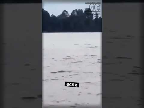 Крокодилы-обманщики в Индонезии!