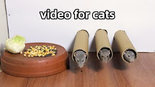 Cat Tv 🐭Rat Video for Cats to Watch🐭Cat Games🐭