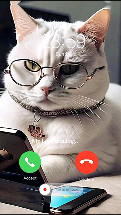 cute cat calling me 🔥🔥 cat call back me #shortcalling #call #ringtone