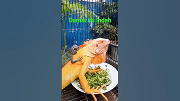 iguana red albino dan blue akur.#kewaneindra #shorts