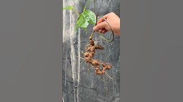 1 củ sâm rừng 150gam thế rồng đẹp quá mời các bác siêu tầm gọi 0377965679 e Nguyệt nhé