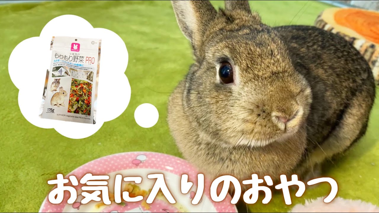おやつ うさぎたちのお気に入りのおやつをご紹介します Youtube
