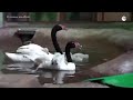 Птенцы черношейного лебедя в Московском зоопарке
