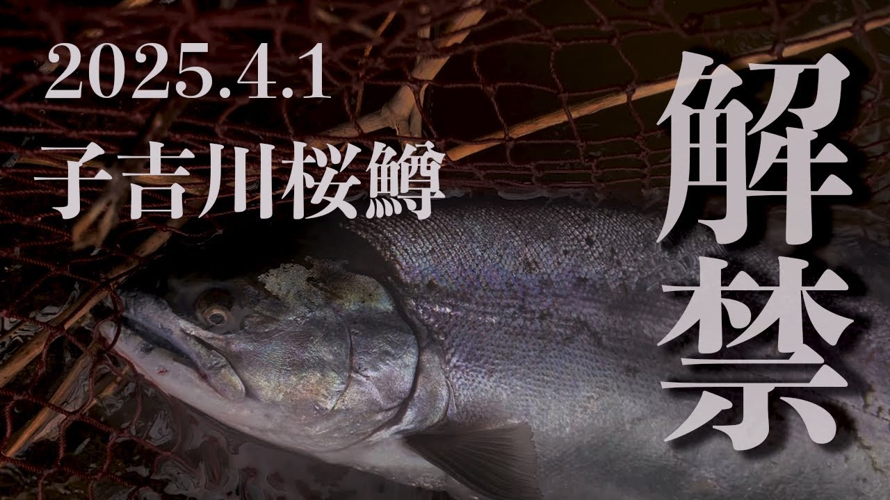 【桜鱒】2025子吉川桜鱒　解禁日釣行
