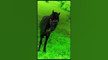سورة الكهف #قران_كريم #اكسبلور #الرحمن #music #دويتو #المصحف #duet #المراه #راحة_نفسية #اعتني