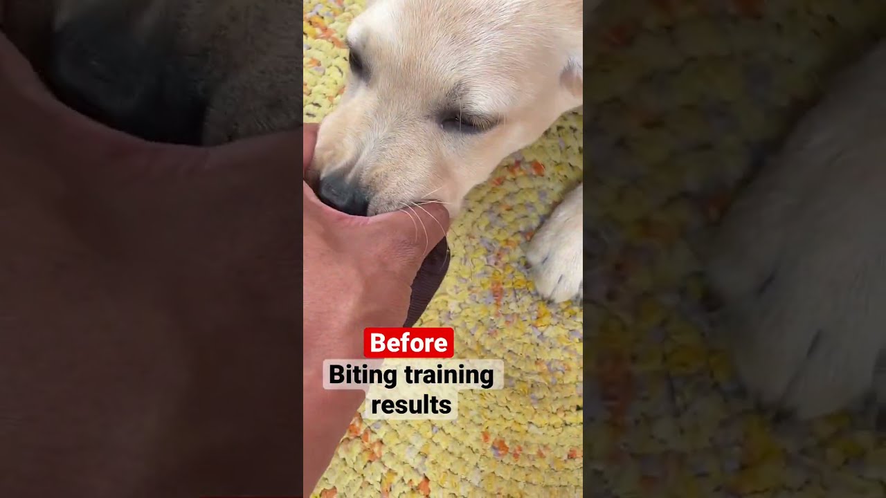 Biting Training Results Bite Dogbiting Dogbites Dogtraining Labrador Dog