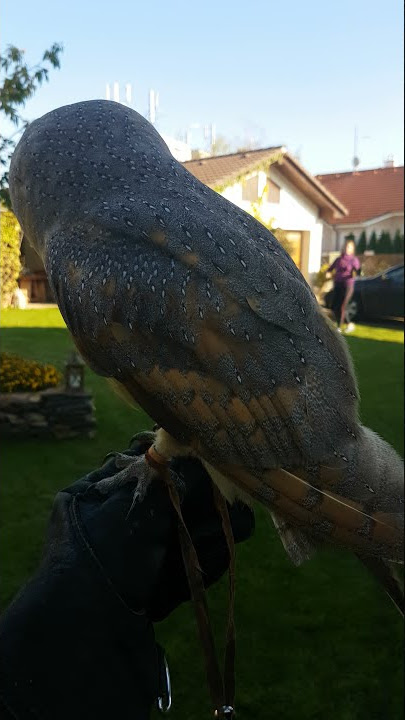 Barn owl (Tyto Alba)