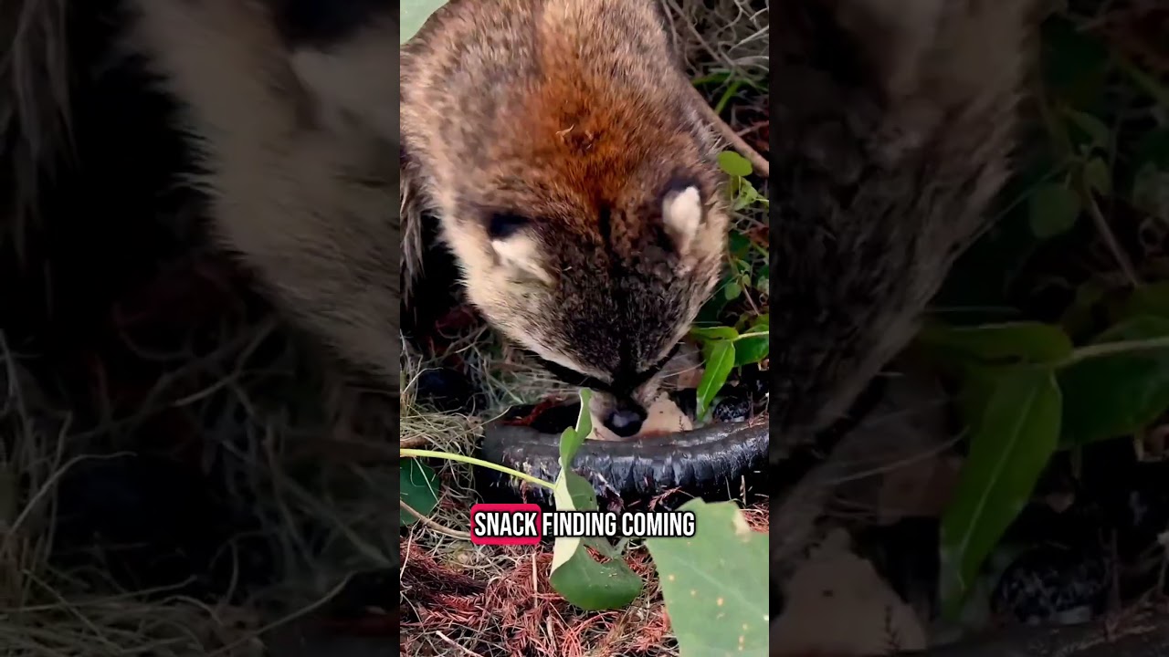 Funny Forrest racoon