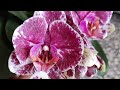 Цветение орхидей, конец мая 2022