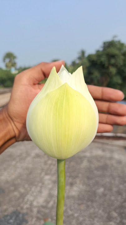 Green apple lotus #shorts #lotus #flowers
