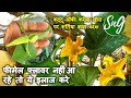 Pumpkin - Kaddu Par Female Flower Nahi Aa Rahe Toh Ye Ilaj Kare - Prevent flower drop