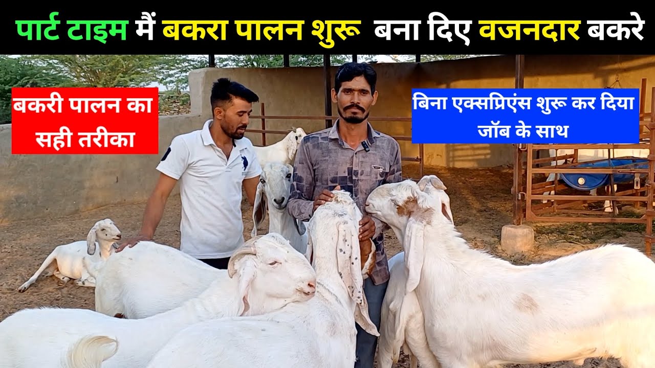 पार्ट टाइम मैं बकरा पालन शुरू बना दिए वजनदार बकरे | बिना एक्सपीरियन शुरू कर दिया जॉन के साथ | GOAT |