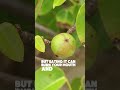 This Tree Can Poison You in the Rain