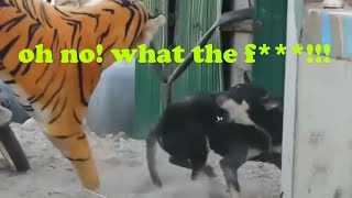 FUNNY PRANK DOG VIDEOS | Fake Lion and Tiger | LOL Prank N Fun Videos