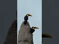 Two toucans by the roadside in Costa Rica 🇨🇷