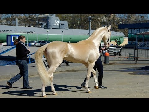 Video: Turkmenistan Hou 'Horse Beauty' -kompetisie