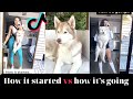 How it started vs how it's going | Dogs edition transformations | Tiktok Compilation #1