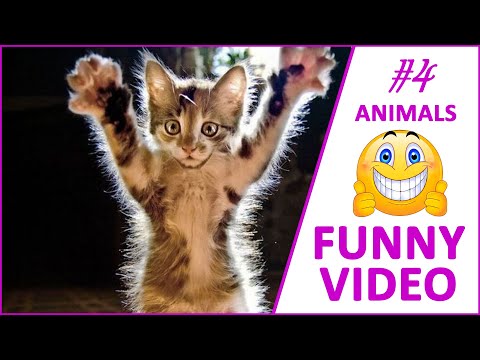funny-kittens,-puppies-|-cute-pets-and-funny-animals-compilation-#4-|-funny-video