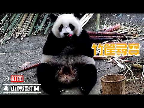《熊貓早晚安》“尋寶”成功的滾滾 | iPanda熊貓頻道