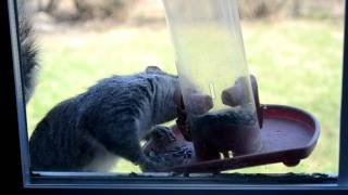 Squirrel at my window bird feeder.