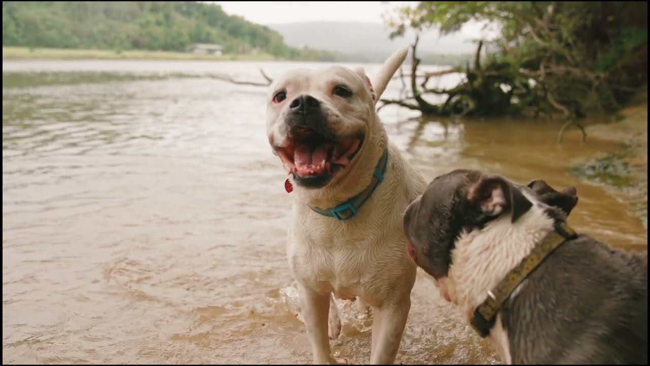 Dogs Playing In The River Water & Two Horses on Pasture Land Video