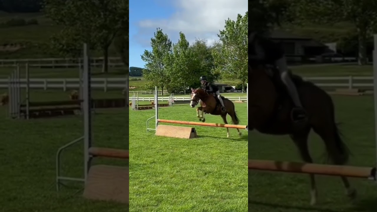 Another slo mo of the handy hunter jump at Taupo show hunter!