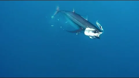 Mark Cotton - Tuna fishing tips in Tasman Bay New ...