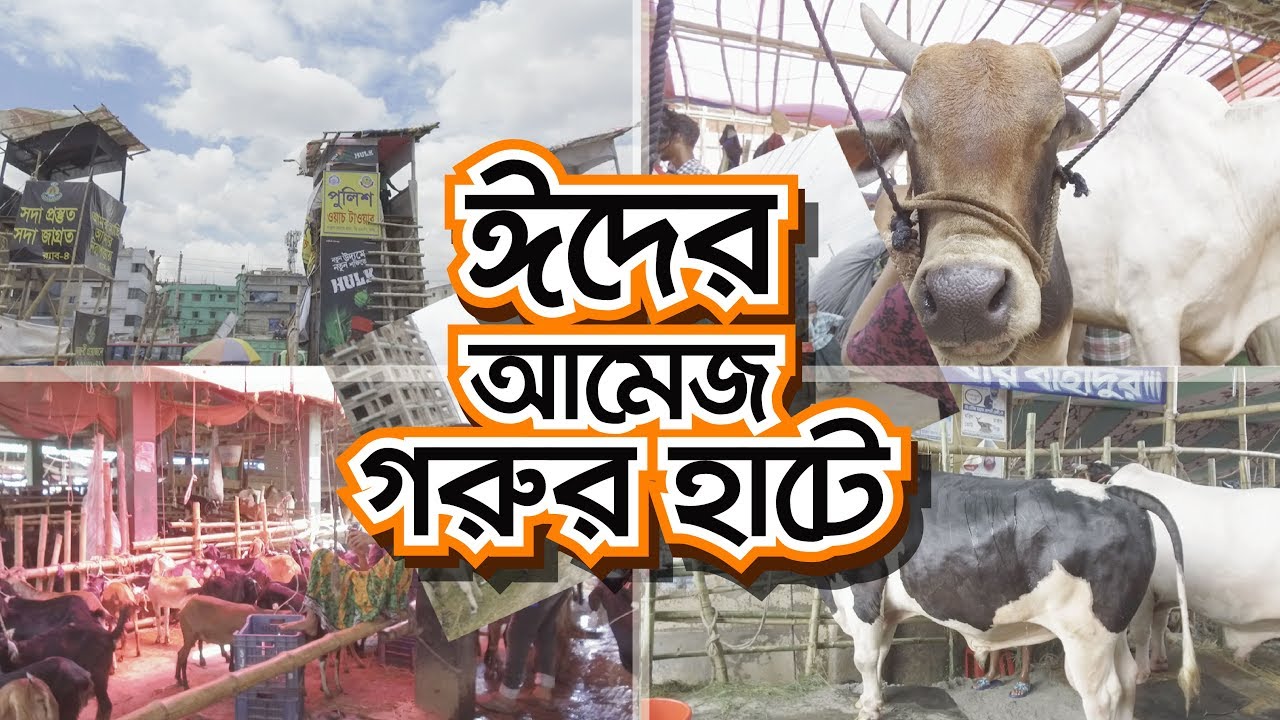 Qurbani Eid Special | Haats of Dhaka | Best Livestock Haats