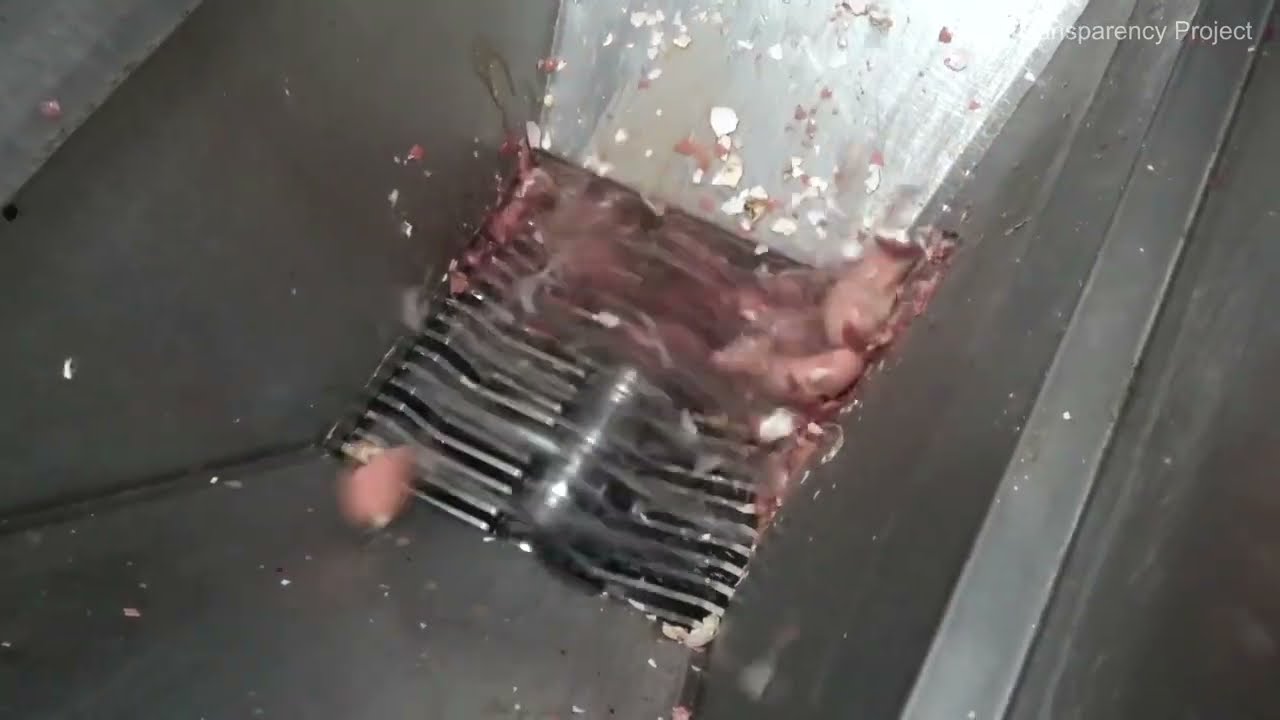 Let's abolish the culling of male chicks - YouTube