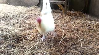 White butcher bill roberts