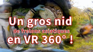 Très gros nid et attaque de frelons en VR 360° ! - Avec moi en VR 360° # 2