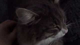 癒しを与える猫 ノルウェージャンフォレストキャット Cat, give healing. Norwegian Forest Cat.