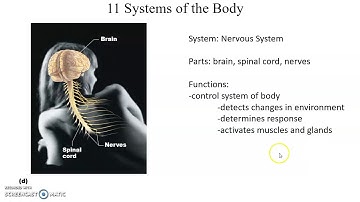 Human Anatomy: Chapter 1 The Human Body: An Orientation Part 1
