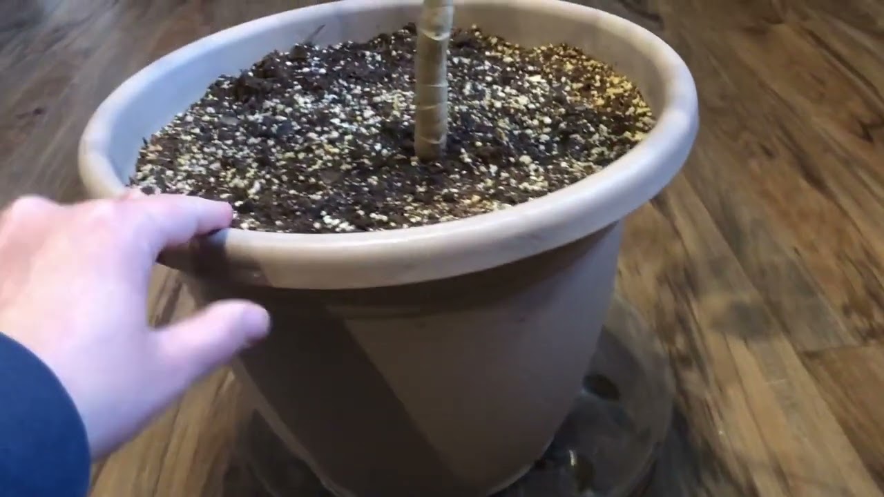 Plant Roller Honest Review. Roll Test.