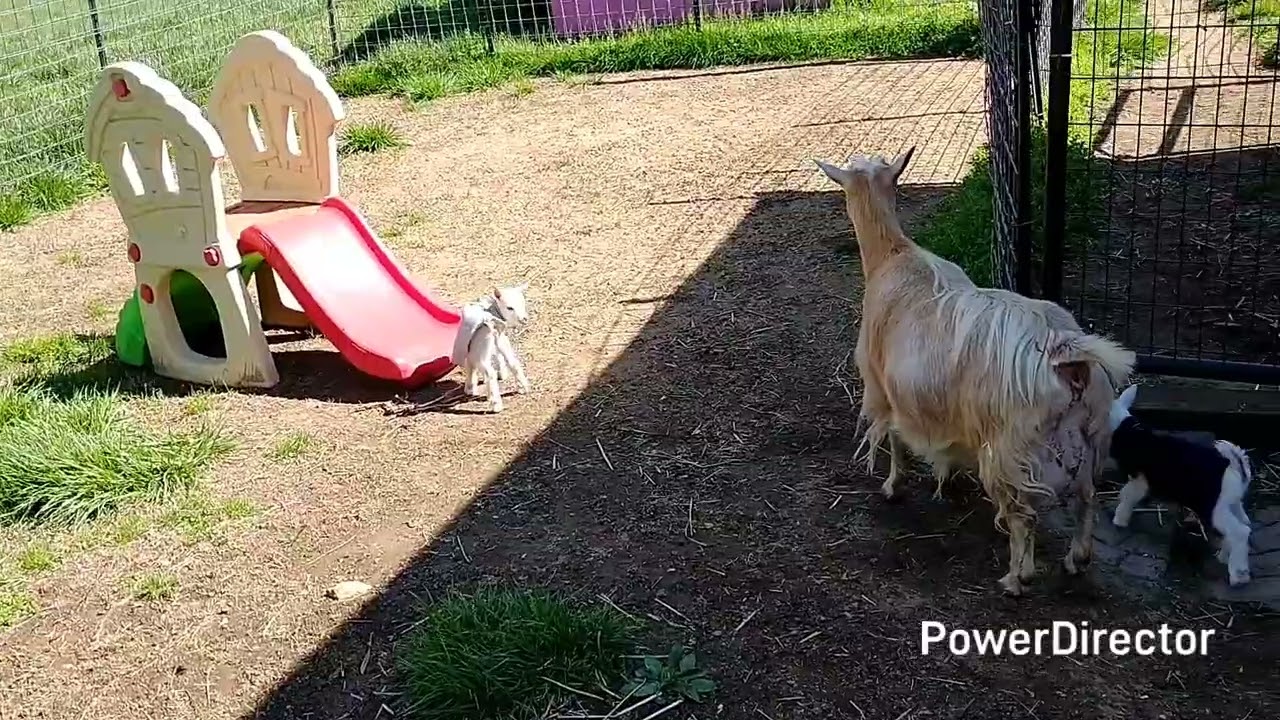 Cherry Blossom 2025 kids