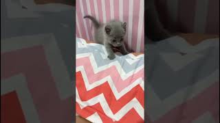 Anabul Munchkin Kinkalow mix Maincoone Persia NS