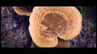 Nature Cinematic Video & Soft Background music screenshot 1