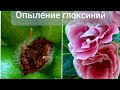 Опыление глоксиний.Созревание семян.