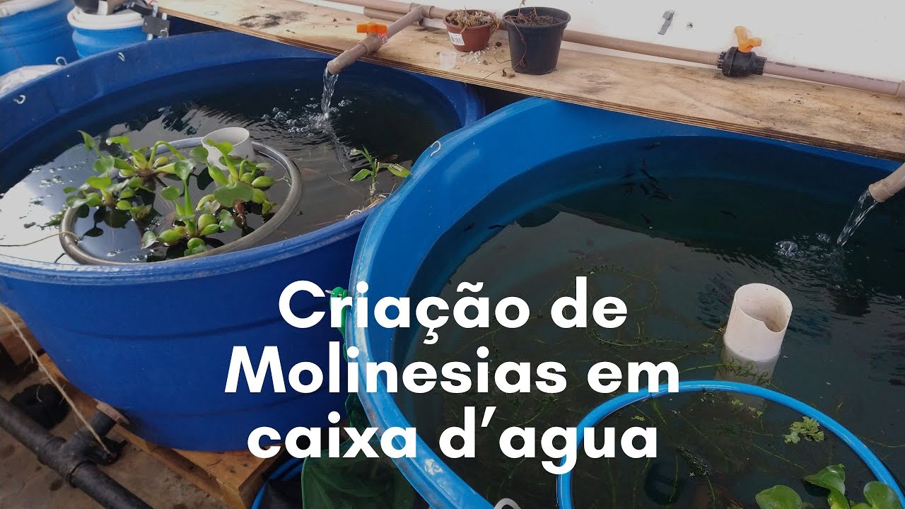 Criação de molinésias em caixa d'agua