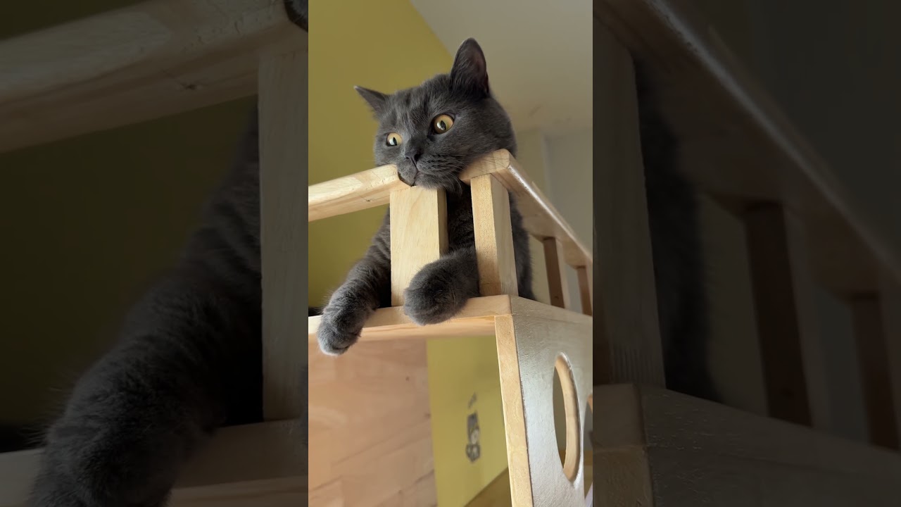 หลบน้อง #แมว #cat #kitten #cute #cutecat #funnycats #pets #funny #แมวถังแก๊ส #animals