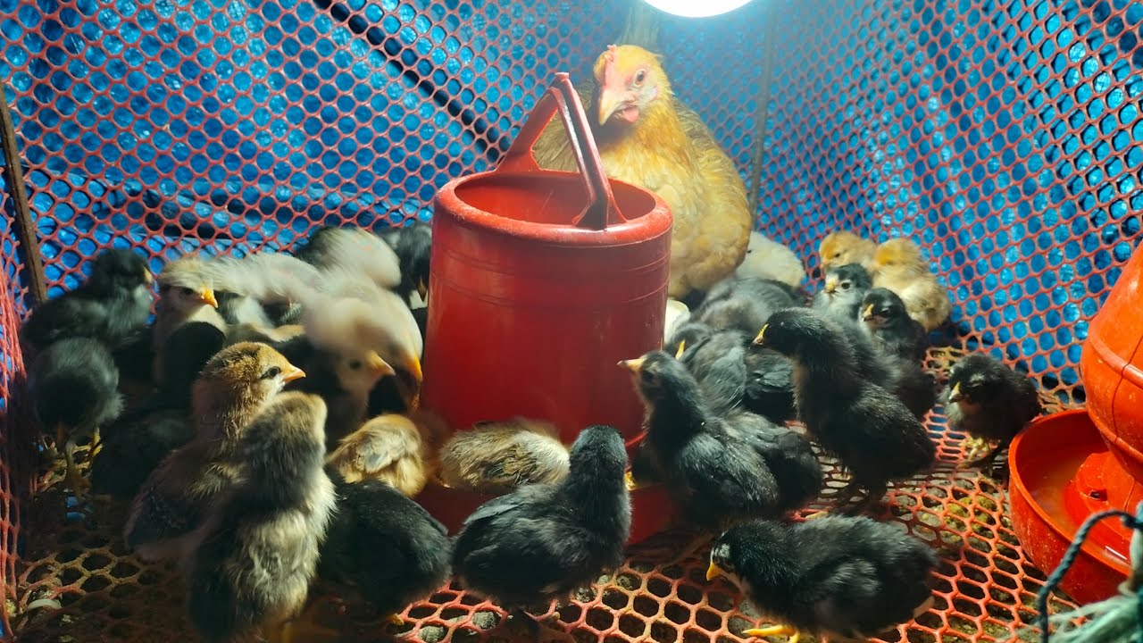 একটি দেশি মুরগির নিচে ৫৫ টি বাচ্চা হয়েছে 🐓