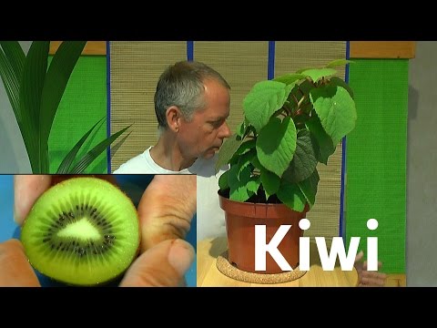 Kiwi vom Samen zur Pflanze