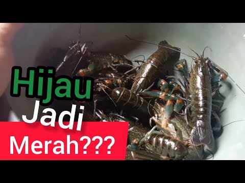 Video: Mengapa daging lobster berwarna merah?