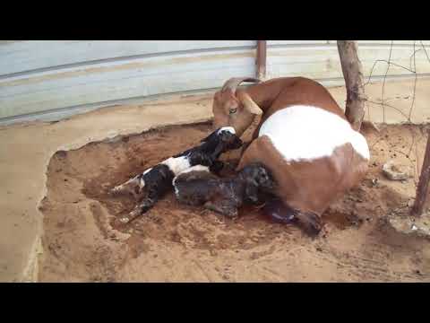 Vídeo: Es Pot Donar Llet De Vaca O De Cabra A Un Bebè Que Alleta?