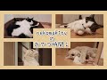 nekomakitvのおやつの時間！