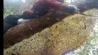 kantong madu terpanjang dalam sejarah perburuan lebah  @rajamadurupat  #lebahsialang #riau
