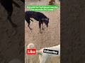 Street animals care / street Dogs #dog #dogshorts #viral #trending #funny